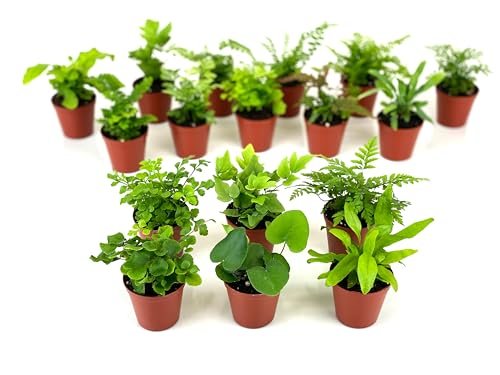 Mini Fern Plants (6 Plants) (2
