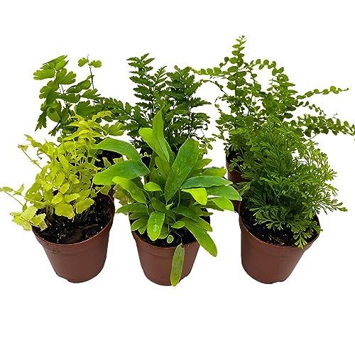 BubbleBlooms Fern Variety Assortment, 6 Different Ferns,...