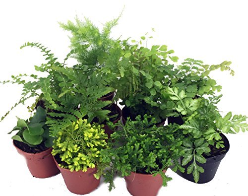 Mini Ferns for Terrariums/Fairy Garden - 10 Potted Plants