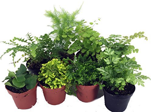 Mini Ferns for Terrariums/Fairy Garden - 8 Assorted Plants