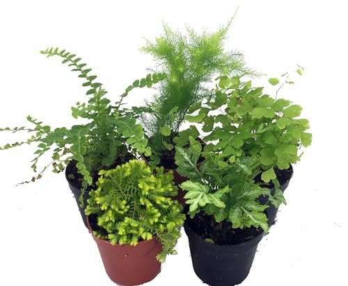 Mini Ferns for Terrariums/Fairy Garden - Live Plants 5-Pack