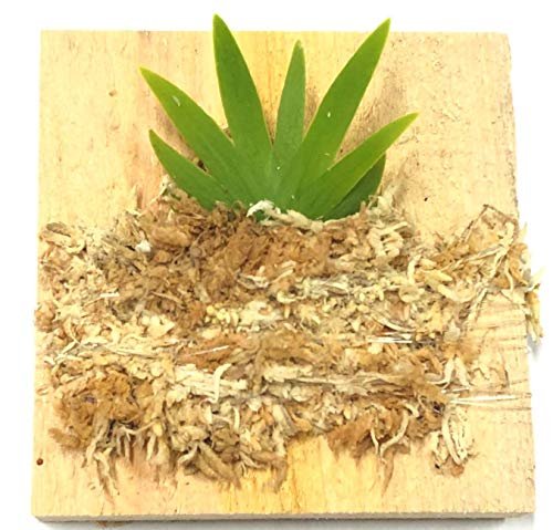 BLOOMIFY Mounted Miniature Oncidium Dancing Orchid Without...