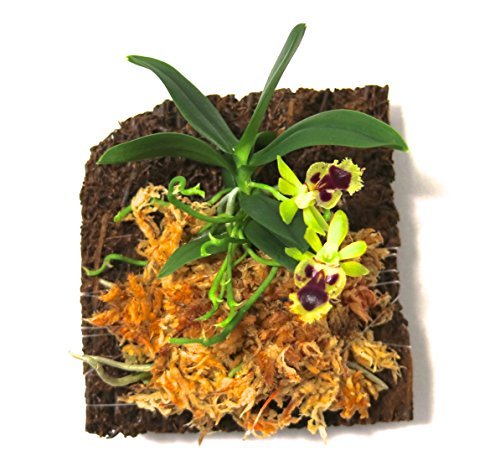 Miniature Orchid: Haraella retrocalla, Mounted, Adult Size