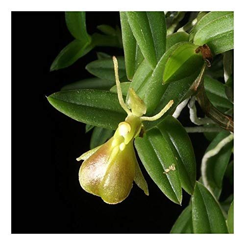 Orchid Insanity – Epidendrum porpax – True Miniature...