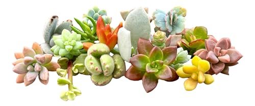 10 Mini Assorted Live Succulent Cuttings, No Two Alike