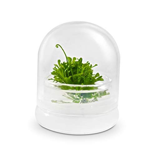 Live Sundew Plant Terrarium – Enclosed Ecosystem with Zero...