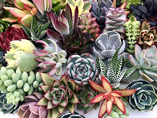 10 Assorted Live Succulent Cuttings, No 2 Succulents Alike