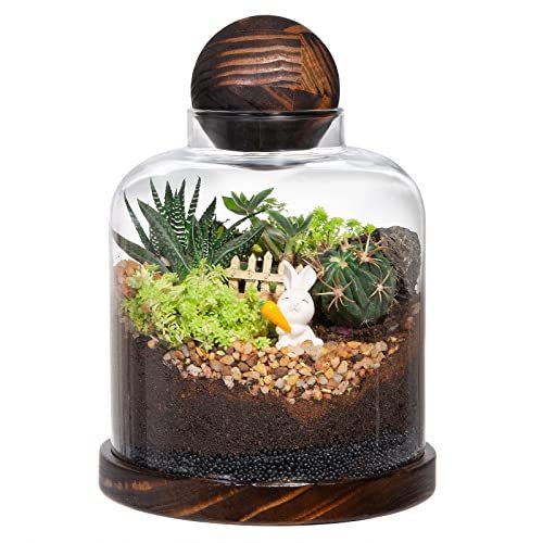 Yangbaga Large Glass Terrarium Succulent Plant Terrarium...