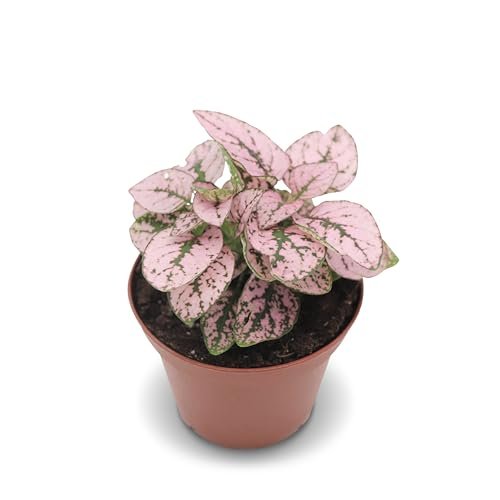 California Tropicals Pink Polka Dot Plant Live Tropical...