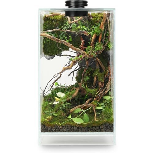 Desktop Glass Plant Terrarium with Grow Light(L7.8 W7.8 H14)