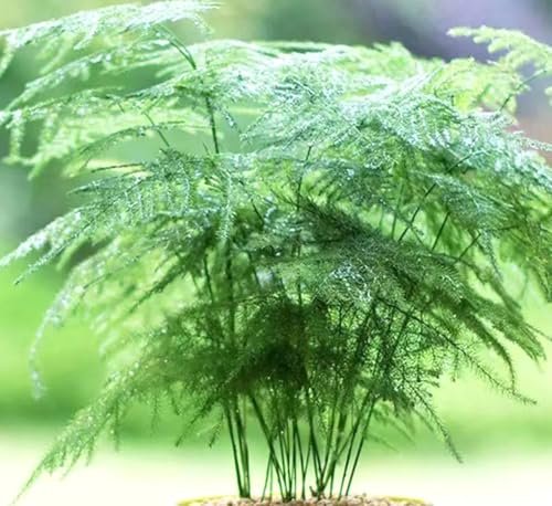 20PCS Asparagus Plumosus Nanus Seeds Terrarium Plant...