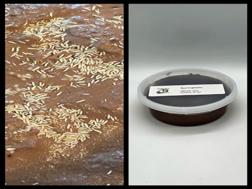 Live Springtails, Clay Culture (8 oz), for Bioactive...