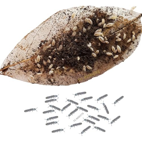 TC INSECTS Bioactive Combo 50ct Dwarf White Isopods and...