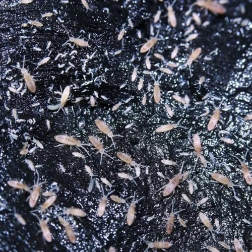 All Angles Creatures Live Pink Springtails 8oz for...