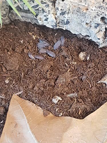 Live Combo Pack 15 Powder Blue Isopods and Springtail...