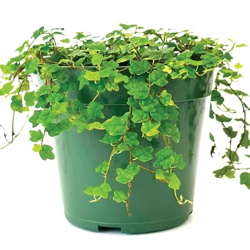 Live Plant String of Frogs 4