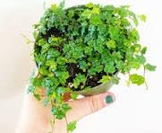 Oak Leaf Fig Plant, Ficus Quercifolia Pumila, String of...