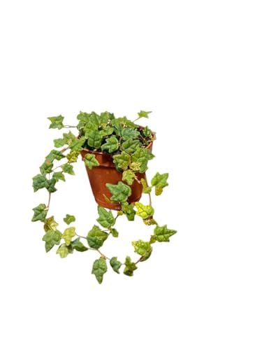 String of Frogs Live Plant - 2