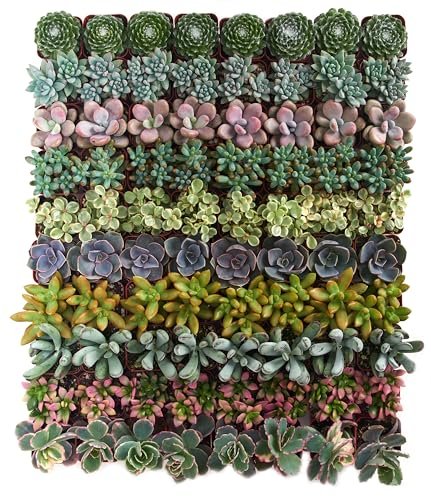 Shop Succulents Assorted Succulent Plant Pack Collection,...