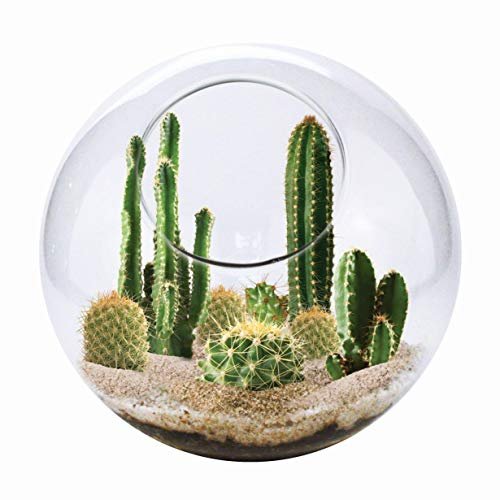 Cactus Succulent Glass Terrarium Starter Kit from Unique...
