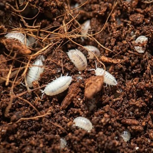 Dwarf White Isopods (Qty-25), Bioactive Clean Up Crew TC...