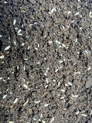 Pocket Pets 30 Dwarf White Isopods and Mixed Springtail Eggs