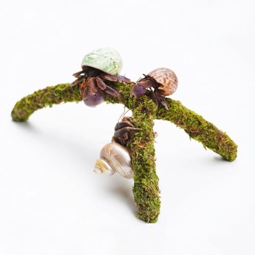 Jinymral Hermit Crab Climbing Toys, Adjustable Hermit Crab...