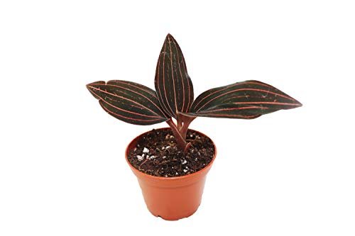 Black Jewel Orchid - 2