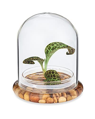 Jewel Orchid [Macodes sanderiana/petola] Live Orchid in...