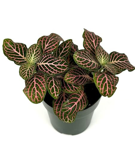 Fittonia Pink Nerve Plant Live Potted Houseplants Air...