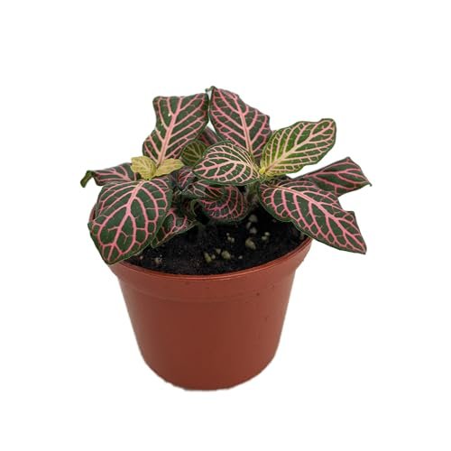 Mini Pink Veined Nerve Plant - Fittonia 2.5