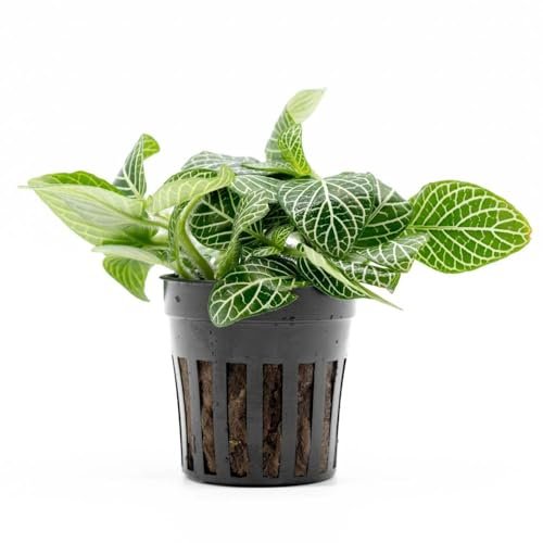 SubstrateSource Live Jungle Plants - Nerve Plant Fittonia...