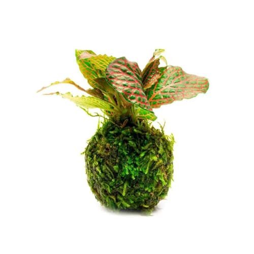 SubstrateSource Live Planted Decor - Nerve Plant Clay Moss...
