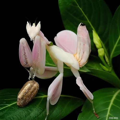 Orchid Mantis Eggs with a Free Observation Hatching Pack