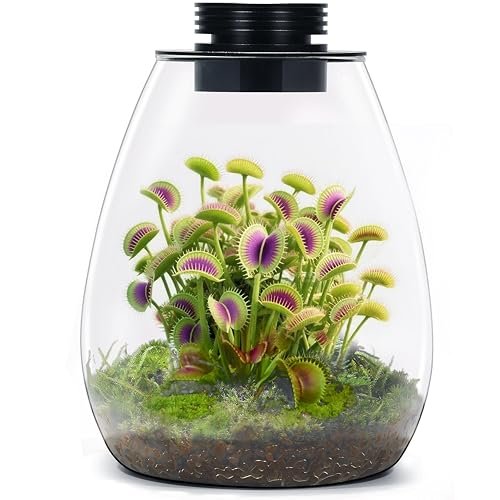 Desktop Glass Terrarium with Grow Light (H:7.8