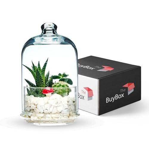 The Buybox Terrarium Glass Jar with Lid for Plants