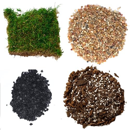 TerraGreen Creations Succulent Planter Kit - Terrarium with...