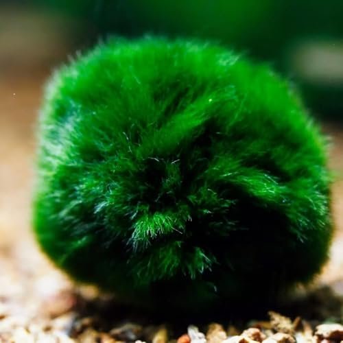 2Pcs Moss Balls for Fish Tank Aquarium Freshwater Marimo