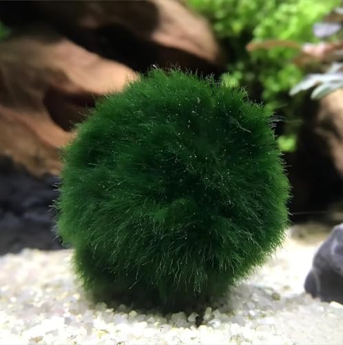 RWSEFK 2 Large Live Moss Pebbles Balls for Aquariums
