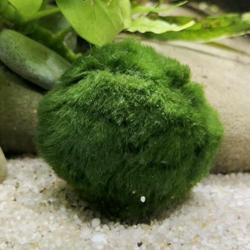RWSEFK 6 Large Live Moss Pebbles Balls for Aquariums