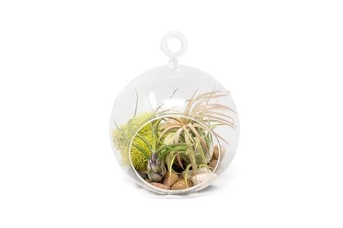 Stunning Flat Bottom Globe Terrarium Kit with Assorted Air...
