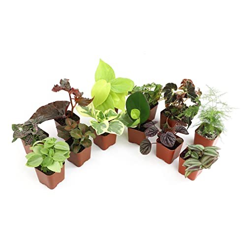 Altman Plants Live Houseplants (12PK), Indoor Plants...
