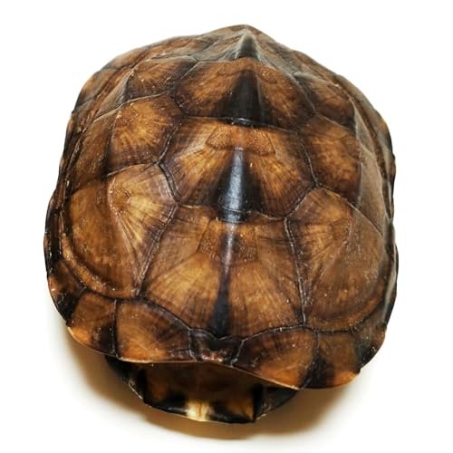 Natural Turtle Shell, Real Animal Bones Specimen Taxidermy...
